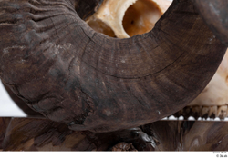  Skull Mouflon Ovis orientalis 